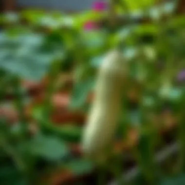 Magnificent Starting Cucumbers from Seed: A Comprehensive Guide Magnificent Starting Cucumbers from Seed: A Comprehensive Guide