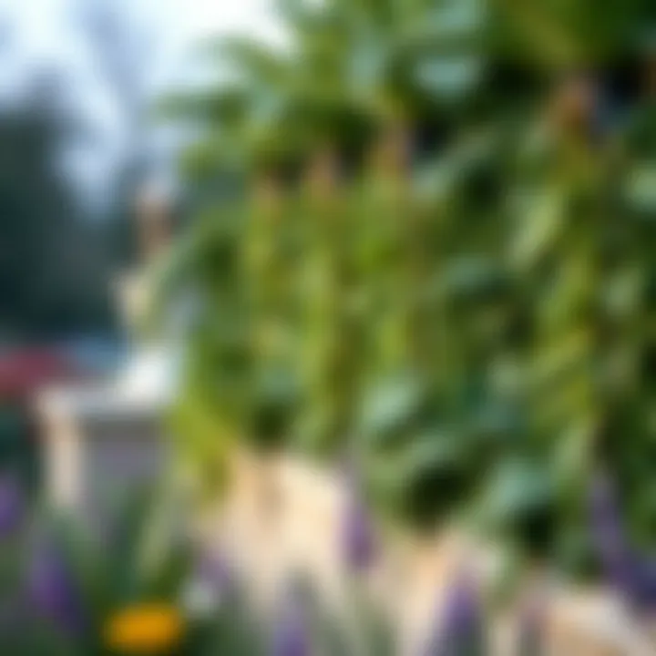 Magnificent The Role of Plant Border Supports in Enhancing Garden Aesthetics