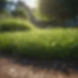Vibrant grass types for diverse climates
