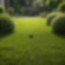 A lush green lawn ready for aeration