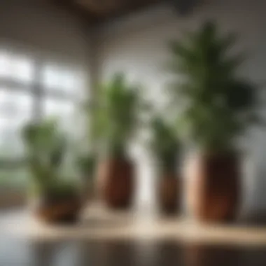Aesthetic Arrangement of Large Indoor Plants An aesthetically pleasing arrangement of various large indoor plants