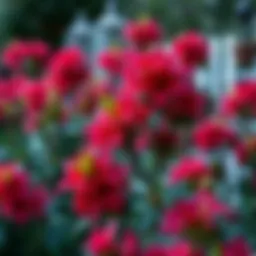 Azaleas in Shade: Cultivating Beauty in Low-Light Gardens Introduction