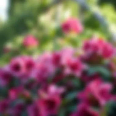Notable Azaleas in Shade: Cultivating Beauty in Low-Light Gardens Notable Azaleas in Shade: Cultivating Beauty in Low-Light Gardens