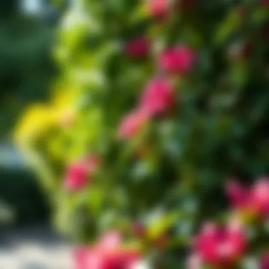 Azaleas in Shade: Cultivating Beauty in Low-Light Gardens Summary Azaleas in Shade: Cultivating Beauty in Low-Light Gardens Summary