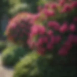 Lush backyard filled with vibrant flowering shrubs