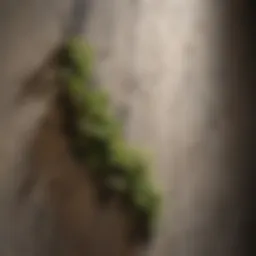 Close-up view of mold growth on a textured wall