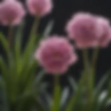 Close-up of a unique bulb variety with striking colors