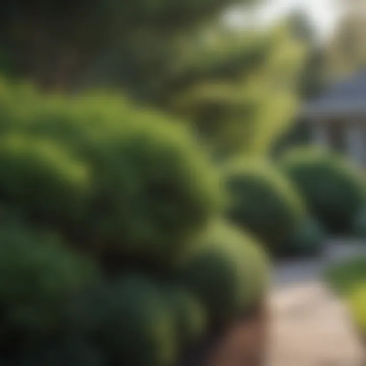 A diverse range of evergreen shrubs enhancing a front yard