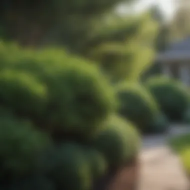 Evergreen Shrubs for Year-Round Beauty A diverse range of evergreen shrubs enhancing a front yard