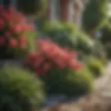 Vibrant selection of flowering plants ideal for front yard landscaping