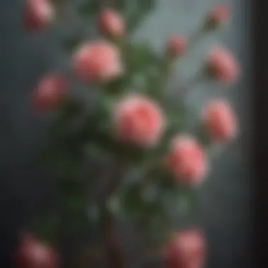 Symbolism of the Climbing Rose Illustration of a climbing rose entwined with ethereal elements