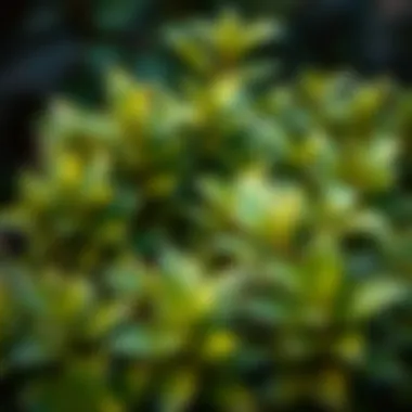 Healthy Foliage of a Privacy Shrub Close-up of healthy foliage of a popular privacy shrub variety