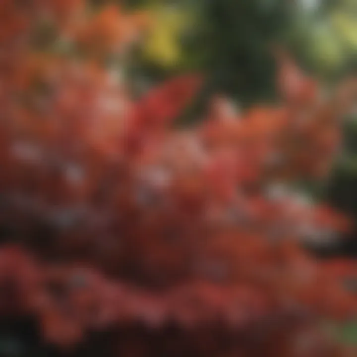 Close-up of vibrant foliage on a shrub