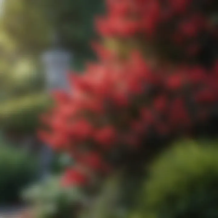 Diverse shrub varieties showcasing seasonal colors