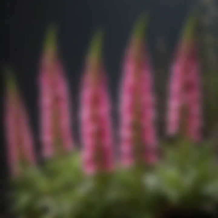 Close-up of vibrant foxglove flowers in full bloom