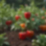 Healthy pepper plants thriving in a garden bed