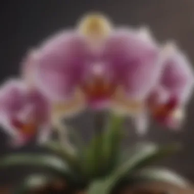 Orchid: Nature's Intricate Masterpiece An exotic orchid in full bloom, displaying intricate patterns.