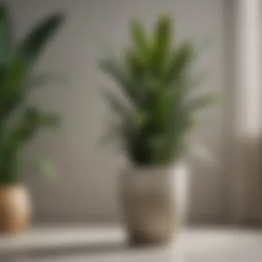 Snake Plant: The Resilient Air Purifier A lush snake plant with tall, sword-like leaves.