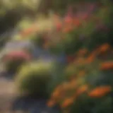 Colorful perennial border with various flowers
