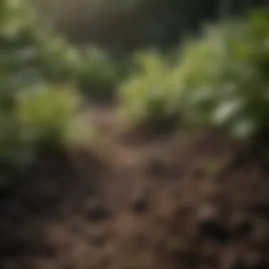 Close-up of healthy soil with plants growing