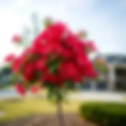 Healthy crepe myrtle tree showcasing its vibrant flowers