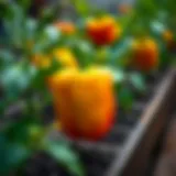 Cultivating Bell Peppers: A Comprehensive Guide to Growing from Seeds Introduction