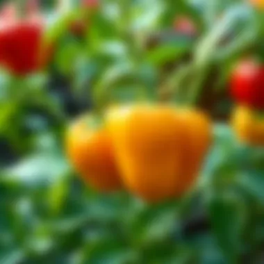 Notable Cultivating Bell Peppers: A Comprehensive Guide to Growing from Seeds Notable Cultivating Bell Peppers: A Comprehensive Guide to Growing from Seeds