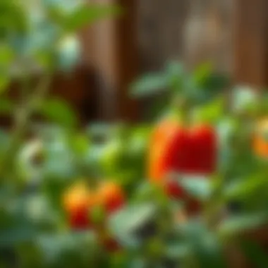 Cultivating Bell Peppers: A Comprehensive Guide to Growing from Seeds Summary Cultivating Bell Peppers: A Comprehensive Guide to Growing from Seeds Summary