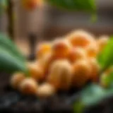 A close-up of peach seeds ready for planting