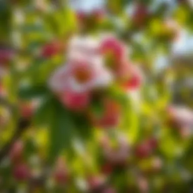 Blooming Peach Tree A healthy peach tree in full bloom