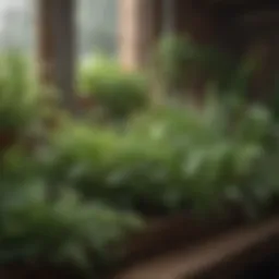 Vibrant herb garden showcasing diverse plant species