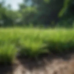 Freshly nourished lawn showcasing vibrant grass