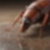 Close-up of a roach on a surface