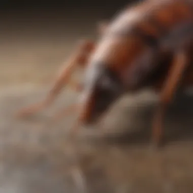 Detailed View of a Roach Close-up of a roach on a surface
