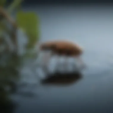 Waterbug resting on water surface