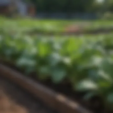 Row of flourishing spinach in a raised garden setup