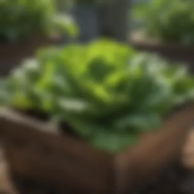 Healthy green lettuce thriving in a raised planter