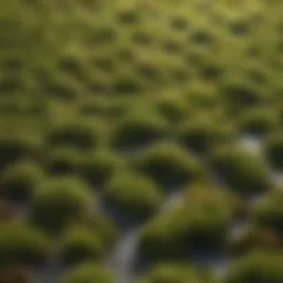 Close-up view of moss on a roof indicating growth patterns