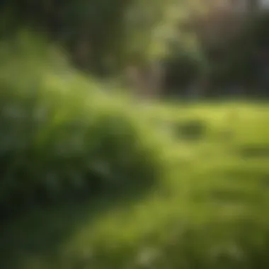 A vibrant lawn showcasing healthy grass amidst stubborn weeds