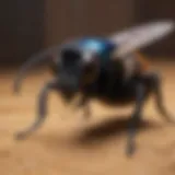 Carpenter bee close-up on wood