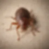 Close-up of bed bug on fabric