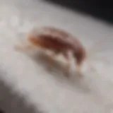 Close-up of bed bug identification on mattress