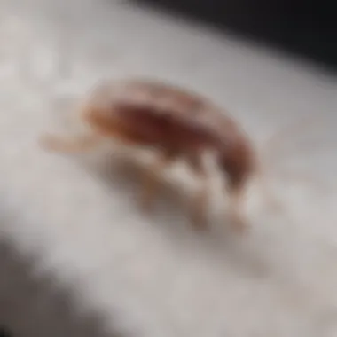 Close-up of bed bug identification on mattress