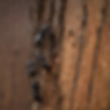 Close-Up View of Carpenter Ants A close-up view of carpenter ants on a tree trunk