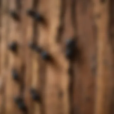 Signs of Carpenter Ant Infestation Signs of carpenter ant infestation on tree bark