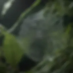 Close-up of spider webs on a plant leaf