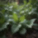 Close-up of Creeping Charlie plant leaves in a lush garden