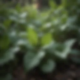 Close-up of Creeping Charlie plant leaves in a lush garden