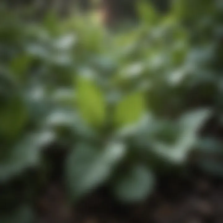 Close-up of Creeping Charlie plant leaves in a lush garden