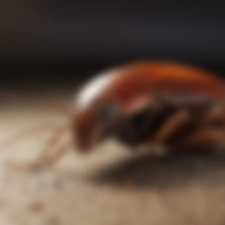 Close-up view of a cockroach in its natural habitat